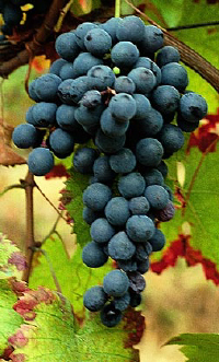 malvasia di castelnuovo don bosco